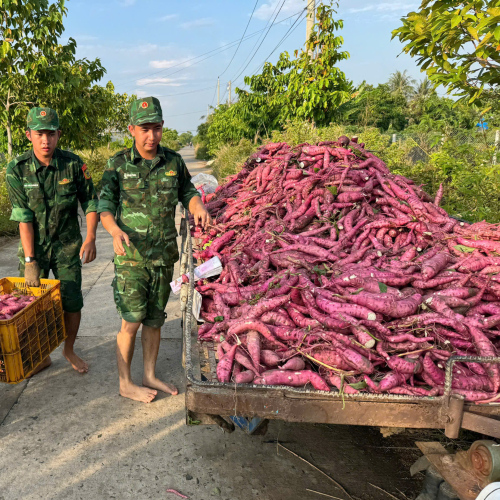 Khoai Lang Mỹ Đức (Hà Tiên) - Đặc Sản Dân Dã Níu Chân Du Khách